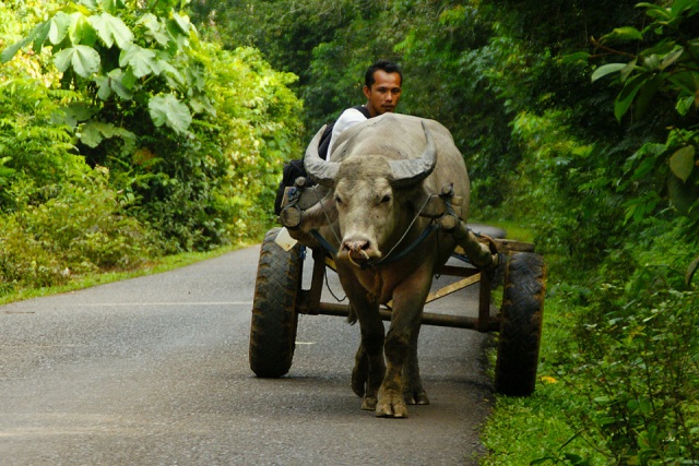 Kerbau digunakan sebagai tenaga angkutan di Desa Riding, OKI. Foto Benyamin Lakitan