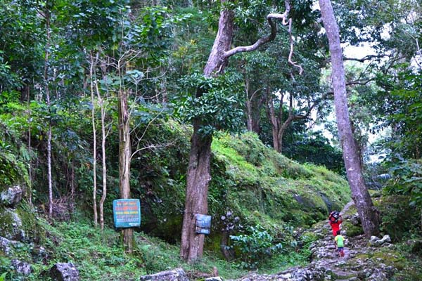 Karampuang forests have been  managed by the local community for generations. Photo by Indra Nugraha.