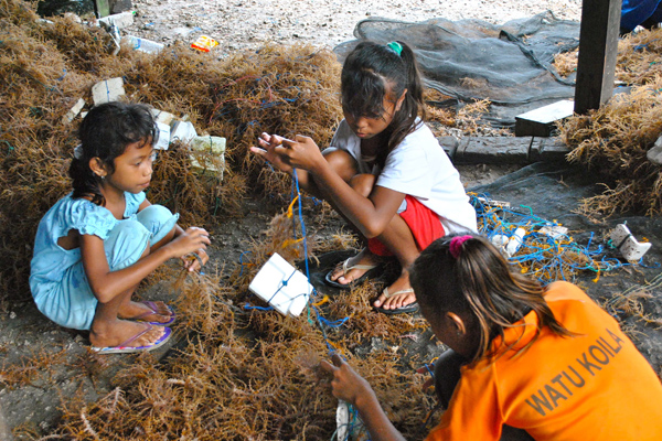 Anak-anak di Kepulauan Wakatobi, sudah belajar dan membantu mengelola rumput laut. Foto: Indra Nugraha