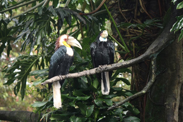 Julang emas merupakan burung berukuran besar hingga 100 cm. Wreathed Hornbill ini ada di TNKS. Foto: Asep Ayat