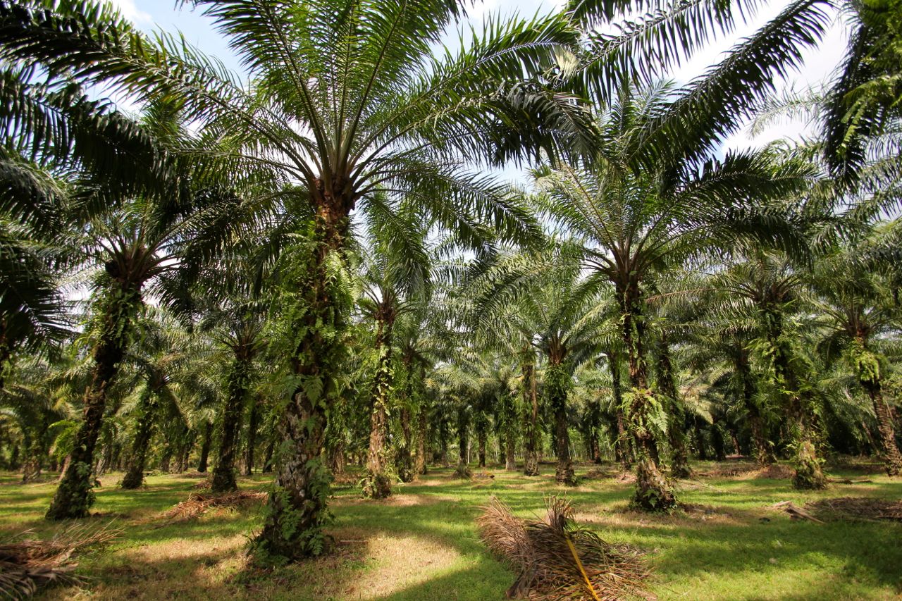 A mature oil palm plantation. Photo: Ridzki R. Sigit