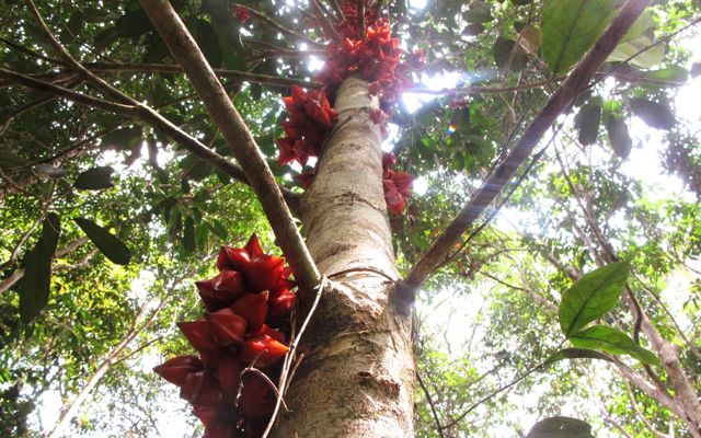 A kekalik fruit tree grows in an agroforestry plot in West Kalimantan. Photo by Andi Fachrizal.