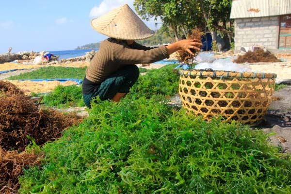 Petani sedang memilih rumput laut. Foto: Anton Muhajir