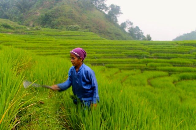 A resident of Indudur at work in the fields. Photo by Diana Elviza.