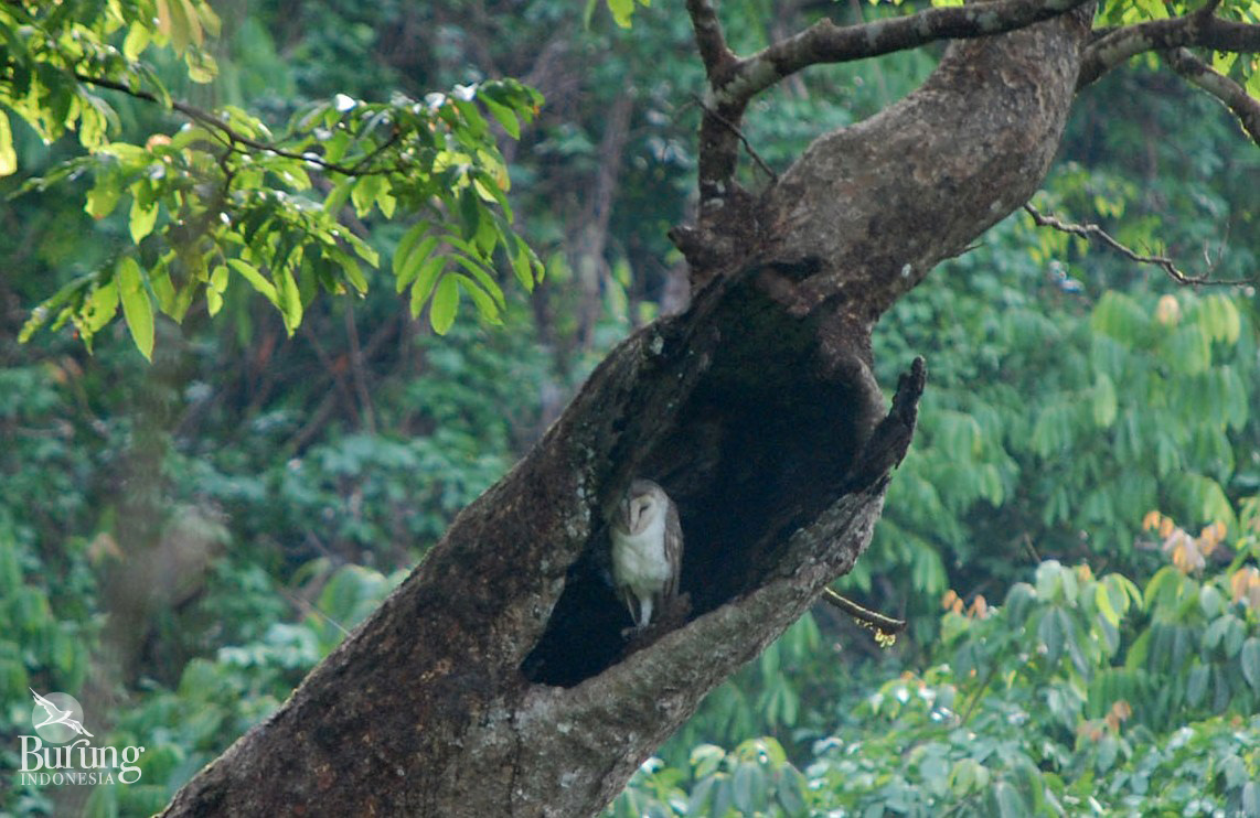 Serak jawa (Tyto alba) di dalam lubang di batang pohon | Foto: Arthur Arfian/ Burung Indonesia