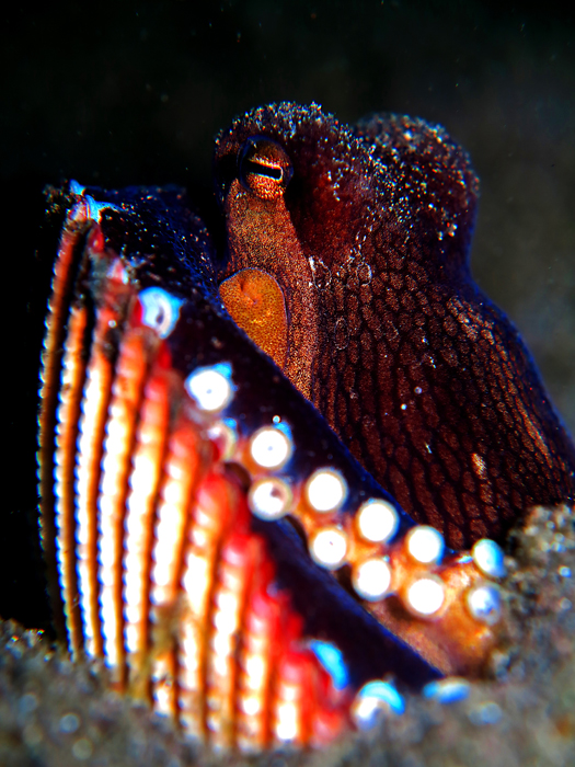 Amphioctopus marginatus di perairan Lembeh, Sulawesi Utara | Foto: Wisuda