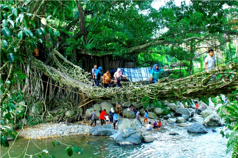 Mongabay Travel Pesona Jembatan Akar Sungai Batang