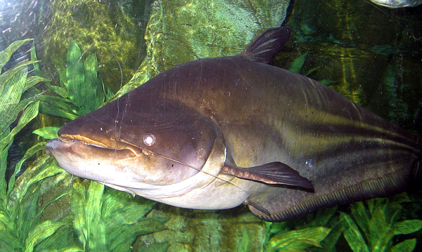 Inilah ikan tapah yang beratnya hingga mencapai 70 kilogram. Sumber: Wikipedia
