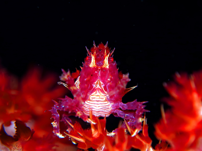 Kepiting permen hidup diantara terumbu karang dari perairan Manado, Sulawesi Utara | Foto: Wisuda