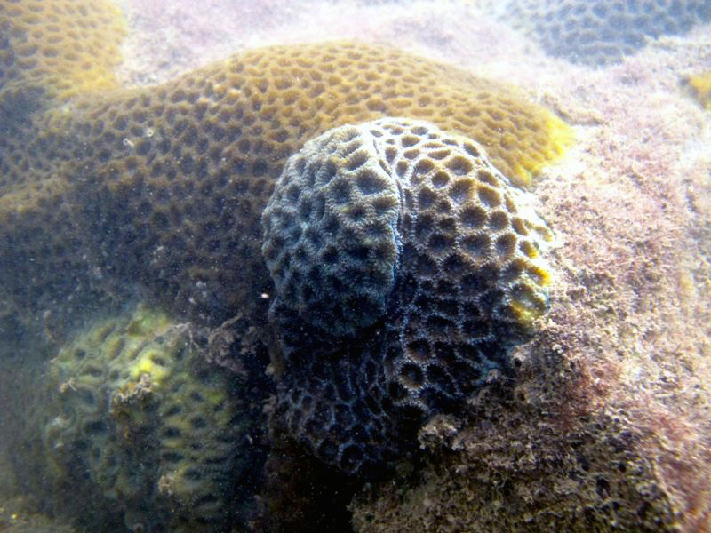 Terumbu karang unik ini berada di Teluk Balikpapan. Foto: Hendar