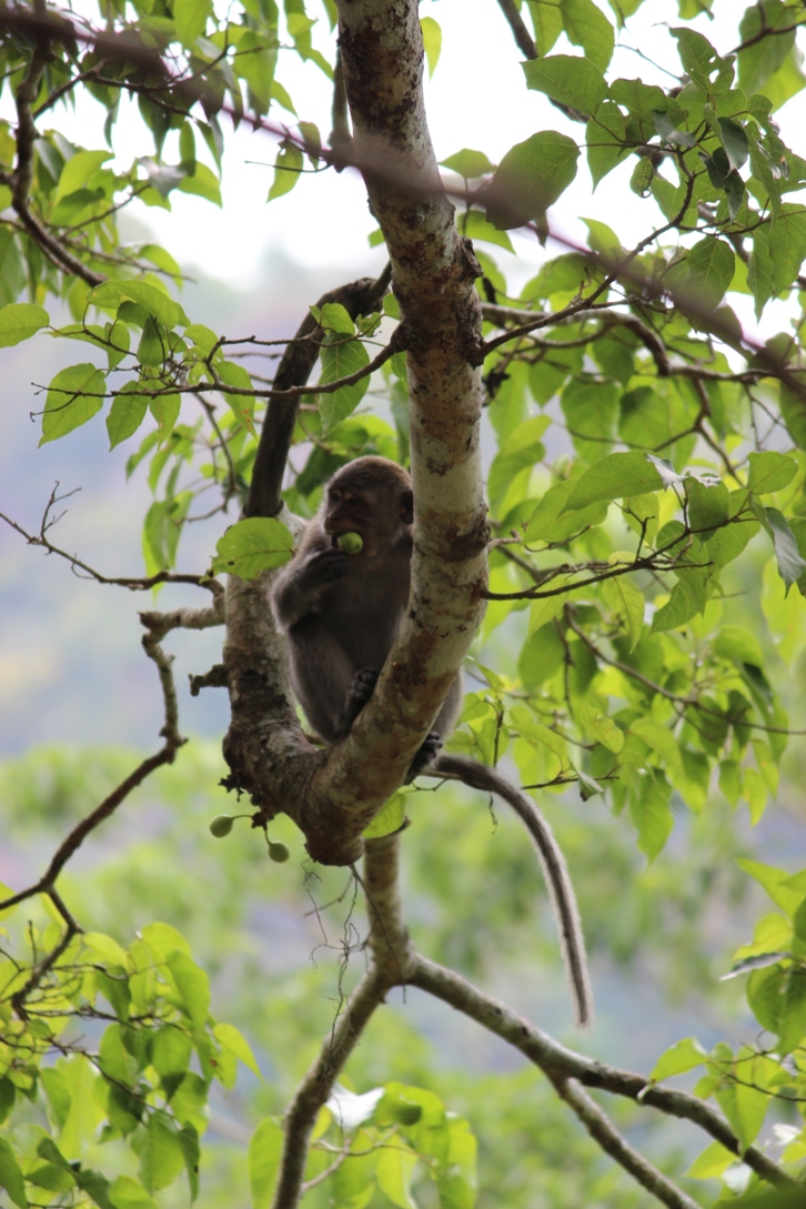Monyet ekor panjang (Macaca fascicularis) di Pusuk Pass, perbatasan Lombok Utara dan Lombok Barat, NTB Foto : Jay Fajar