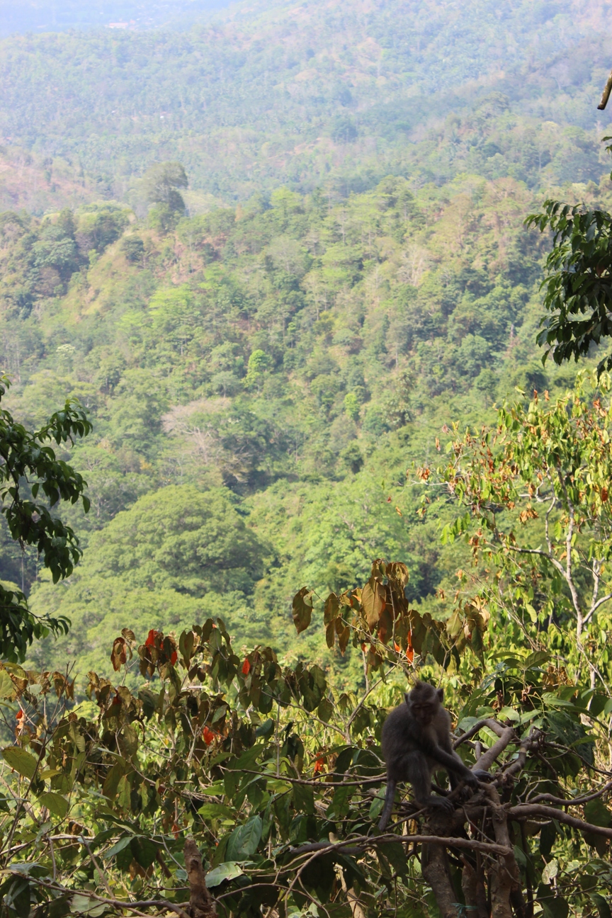 Panorama Pusuk Pass, Lombok Utara, NTB, dengan latar depan monyet ekor panjang (Macaca fascicularis). Foto : Jay Fajar