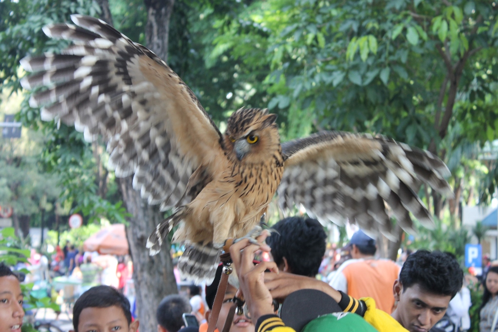 50+ Gambar Burung Hantu Raksasa HD