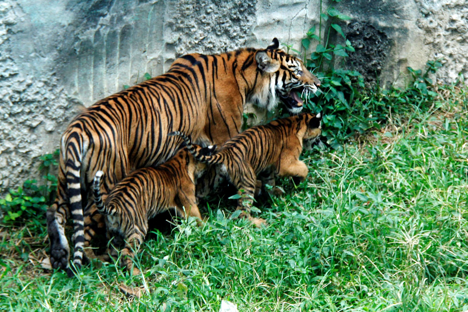 Anak Harimau Sumatera di TMSBK Bukittinggi Tumbuh Sehat Mongabay.co