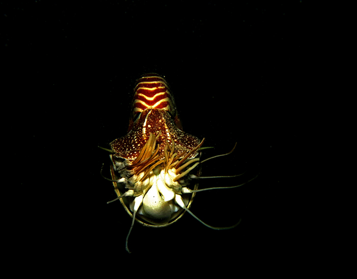 Nautilus jantan dan betina bisa dibedakan dengan melihat susunan tentakel di sekitar kerucut bukalnya | Foto: Wisuda