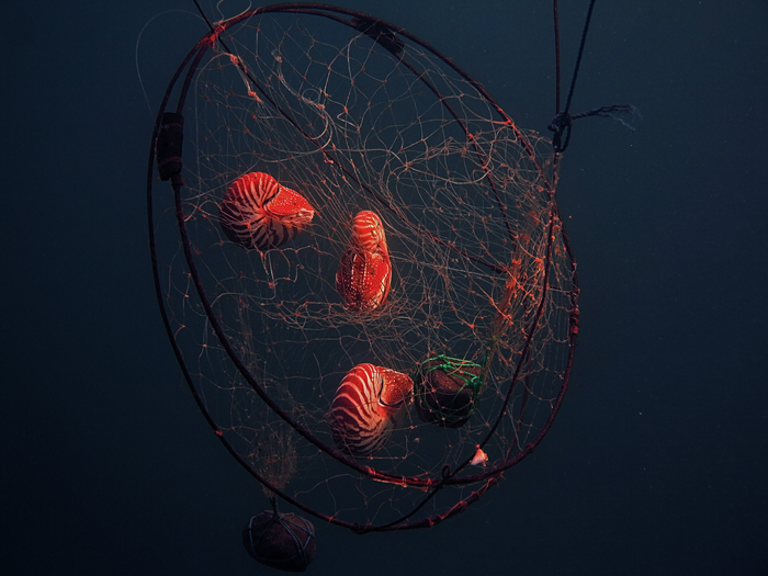 Nautilus yang terjebak jaring nelayan di perairan Bali | Foto: Wisuda