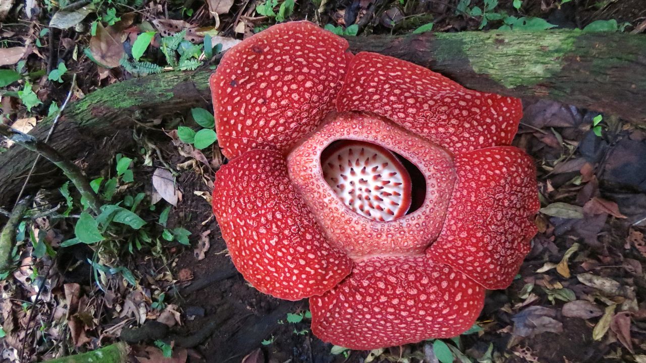 Foto Inilah Keindahan Bunga Rafflesia Yang Sedang Mekar Di Alam Mongabay Co Id