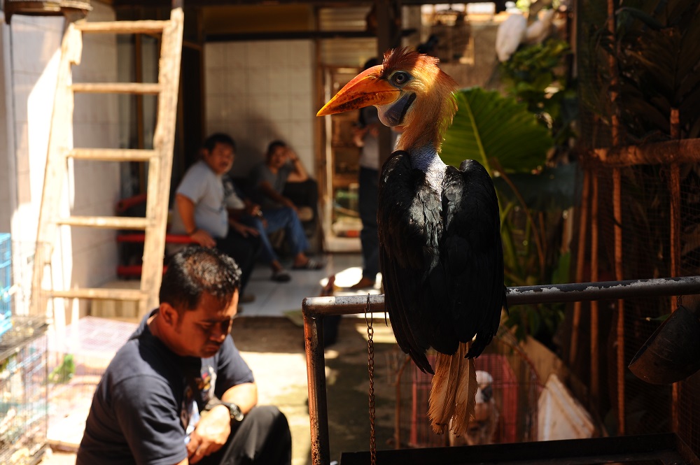 8 ekor burung julang dan rangkong juga masuk dalam 14 jenis satwa dagangan pelaku yang digerebeg di Garut, Jawa Barat. Foto : Dok COP