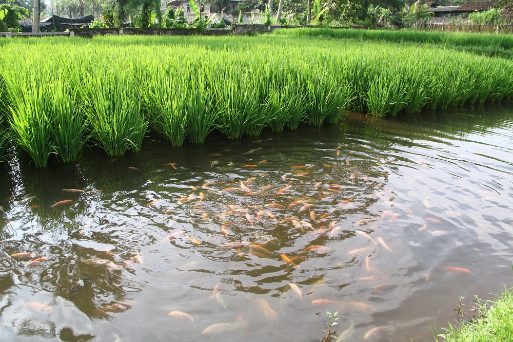 Sistem pertanian mina padi, memberi keuntungan berupa padi dan ikan bagi petani di Bantul, Yogyakarta. Foto : Tommy Apriando