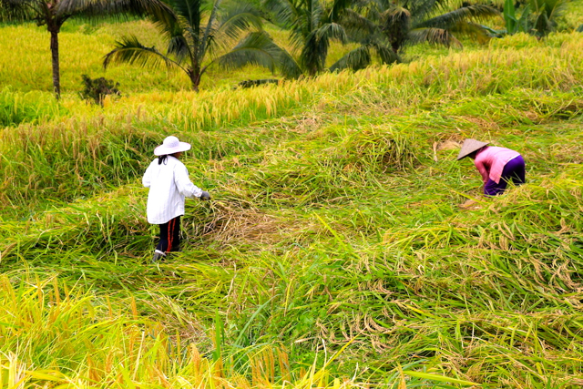 Petani Bali dengan padi lokal dan menerapkan pertanian organik. Foto: Anton Muhajir/Mongabay Indonesia