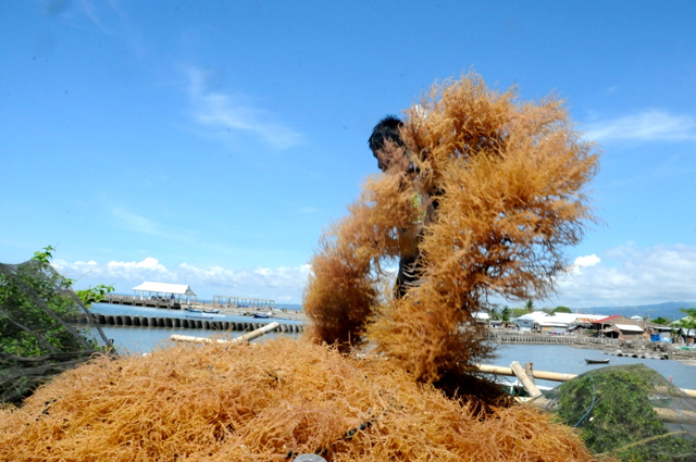 Petani tengah mengangkut rumput laut yang baru dipanen dari laut. Foto: Eko Rusdianto