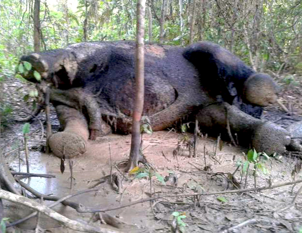 Another image of the dead bull elephant from West Aceh. Photo: Iwan