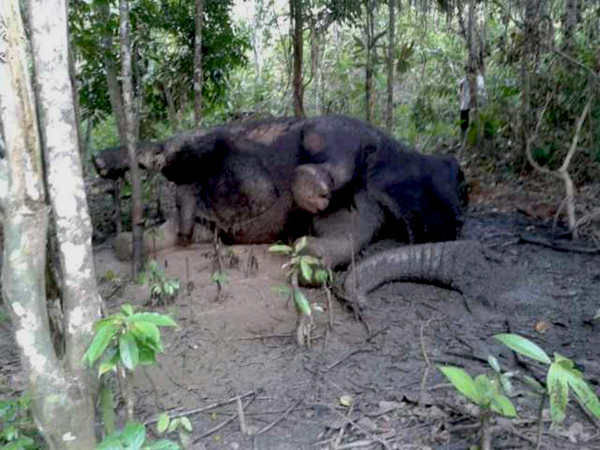 A bull elephant was found dead in West Aceh on April 13. Its tusks were missing; its trunk was severed from its body. Photo: Khaidar