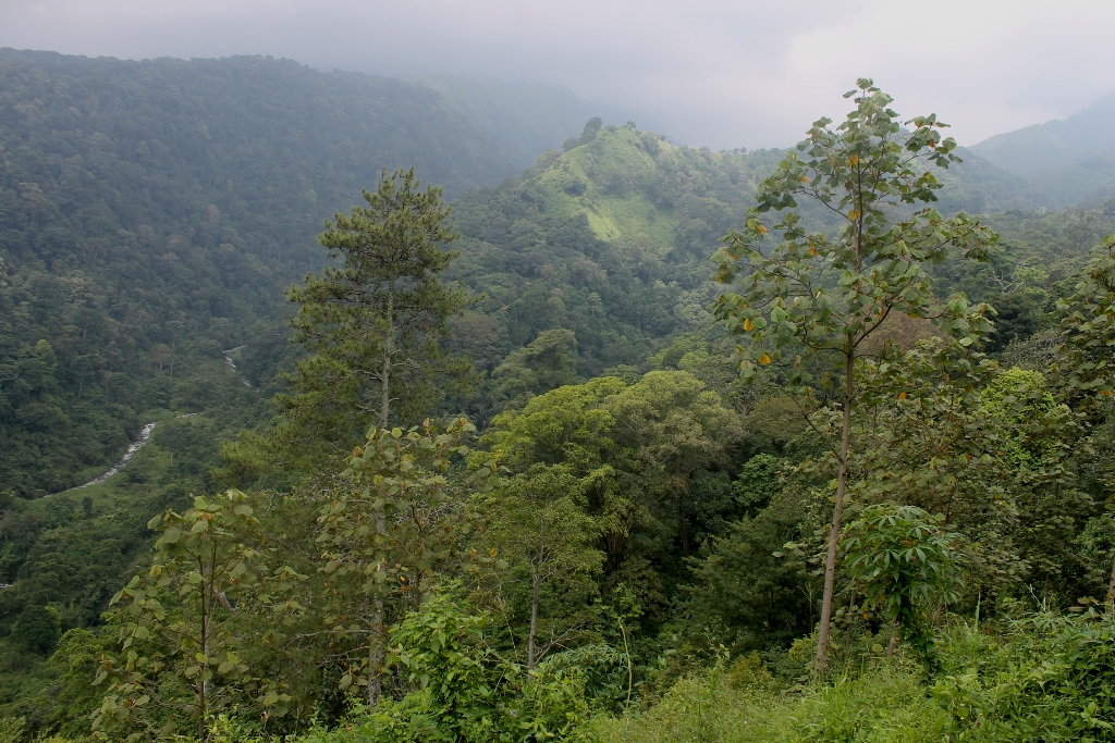 Kelestarian ekosistem hutan dapat terjaga apabila warga masyarakat melakukan