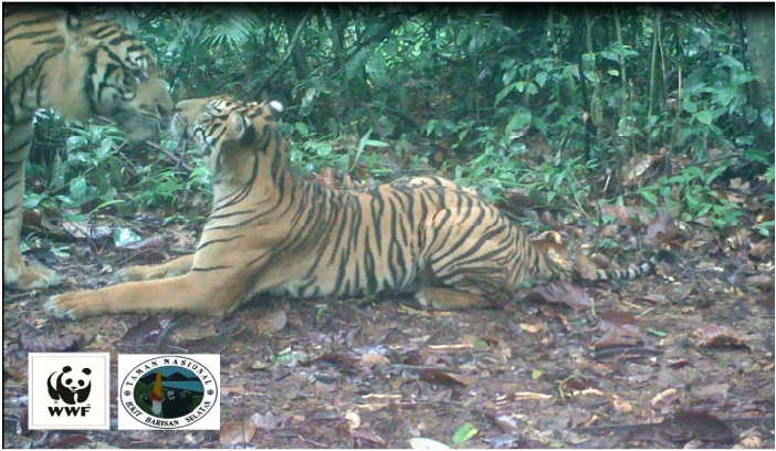 screenshot video kamera jebak WWF - Taman Nasional Bukit Barisan Selatan. Video ini merekam sepasang harimau sumatera yang sedang bercumbu. Sumber : WWF - TNBBS