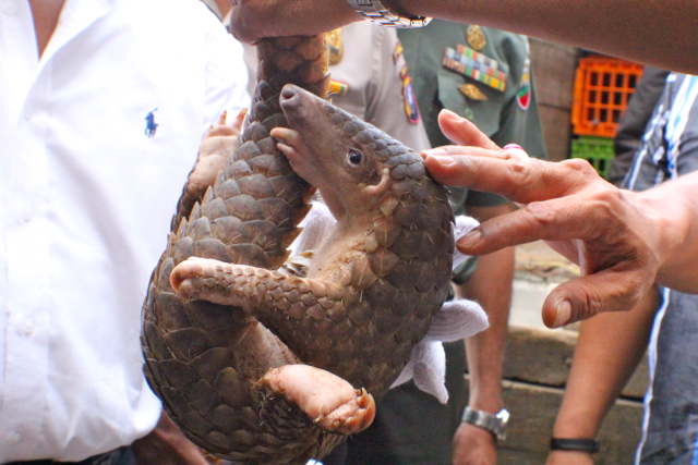 One of the live pangolins that was rescued from traffickers in North Sumatra. Photo: Ayat S. Karokaro