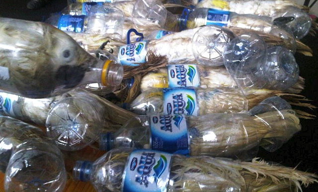 Twenty-three yellow-crested cockatoos and a green parrot were found crammed into plastic water bottles aboard a ship in Surabaya's Tanjung Perak port last week. Photo: Petrus Riski