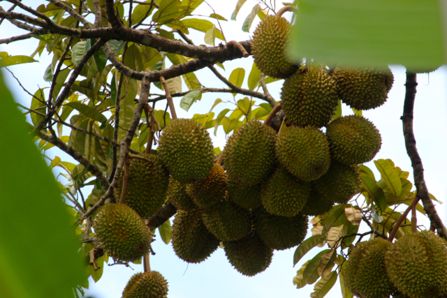 Durian, banyak tumbuh di pekarangan maupun hutan warga | Foto: Sapariah Saturi