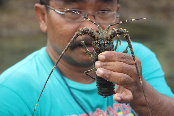 Nelayan menunjukkan anakan lobster yang dibudidayakan di Pantai Sepanjang, Gunungkidul, Yogyakarta. Foto : Melati Kaye
