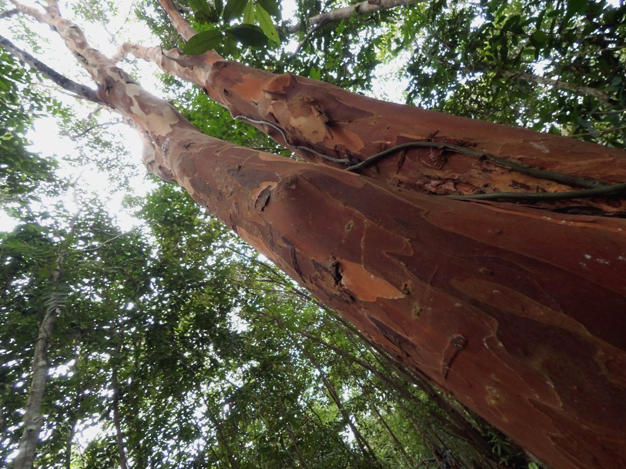 Pohon pelawan, menjadi tumpuan mata pencaharian banyak orang di Pulau Bangka, Bangka Belitung | Foto: Akhyari Hananto