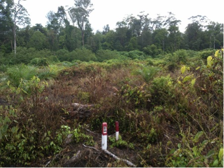 One of the locations in the Rawa Singkil Wildlife Reserve where forest clearing was spotted, photographed in May. Photo courtesy of Greenomics