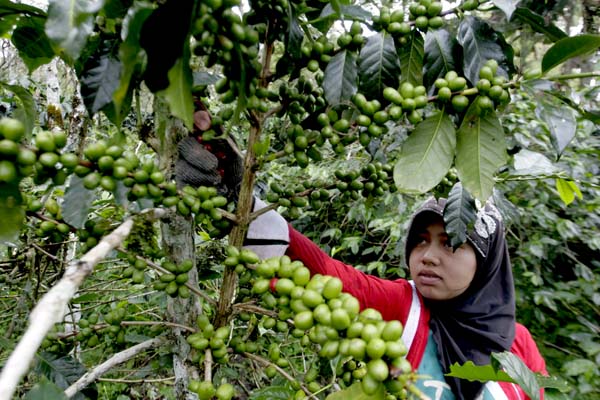 Pekerja memetik biji kopi arabika di kebun kopi yang berada di Tritit, Kecamatan Weh Pesam, Kabupaten Bener Meriah, Provinsi Aceh. Foto: Junaidi Hanafiah (Mongabay Indonesia)