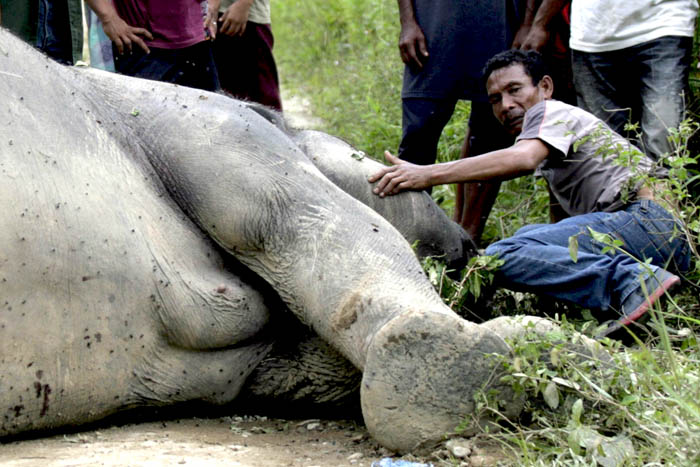 Mukhtar tends to an elephant that was poisoned after a run-in with villagers. Photo: Junaidi Hanafiah