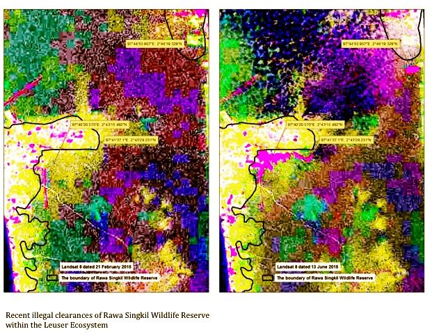 Landsat satellite images from February and June show forest clearing in the Rawa Singkil Wildlife Reserve. Photo courtesy of Greenomics