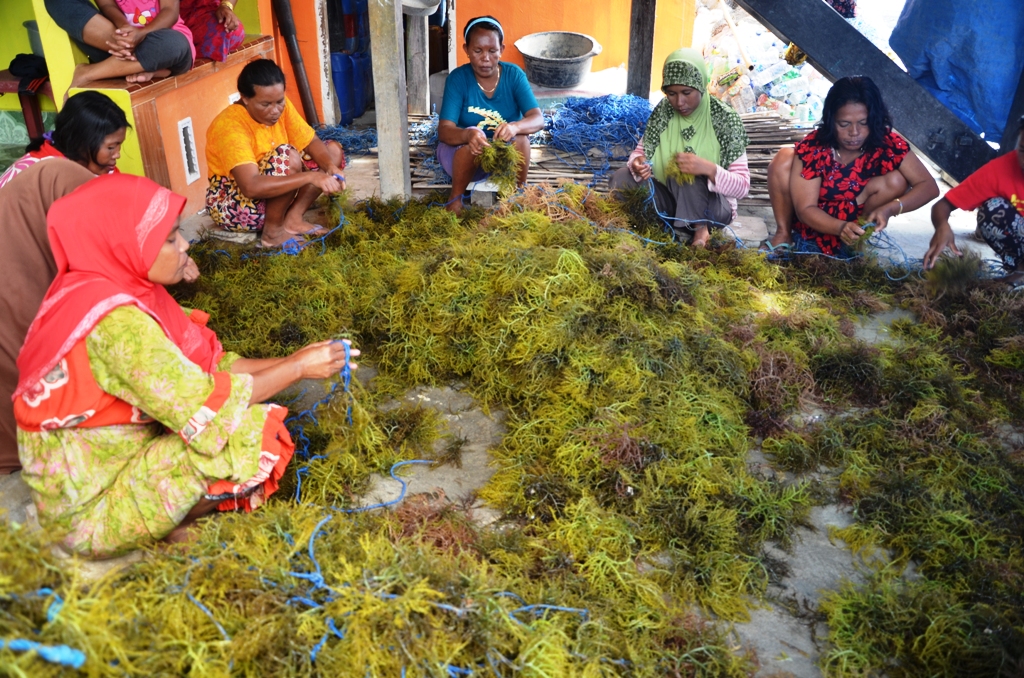 Para perempuan yang tergabung dalam Womangrove, Mappakasunggu, Takalar, Sulawesi Selatan ini adalah kesehariannya bekerja membantu suami budidaya rumput laut. Ada juga jenis usaha lain, seperti pembuatan beragam produk makanan dari hasil laut. Foto : Wahyu Chandra