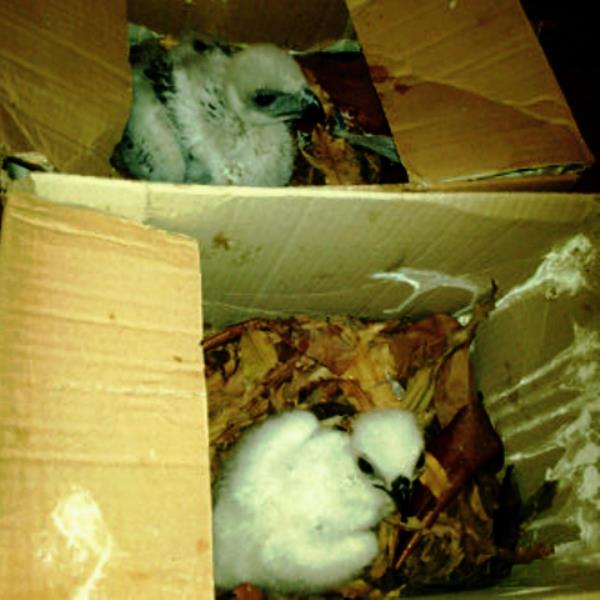  Baby eagles packed in cardboard boxes at the house of wildlife traffickers who was recently arrested. Photo: Petrus Riski 