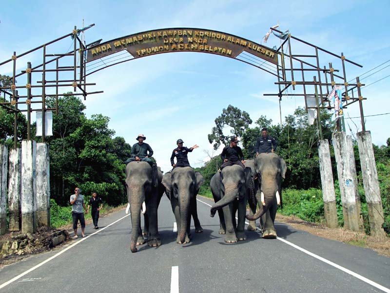 Empat gajah jinak di pintu gerbang koridor Trumon. Pemerintah membentuk CRU untuk patroli pengamanan dan respon konflik satwa. Foto: Chik Rini