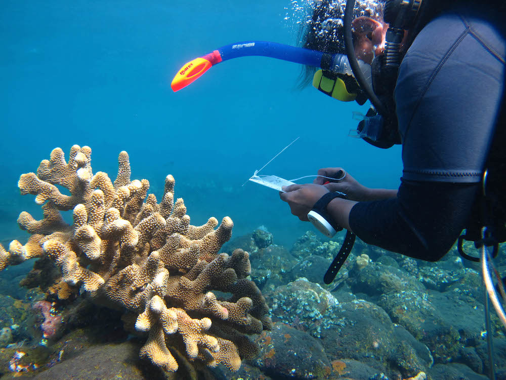 Pemantauan kesehatan terumbu karang dengan metode Coral Watch di Bali. Foto: Reef Check Indonesia