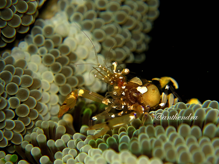 Anemon laut dan telurnya yang dapat ditemui di Manado Bay | Foto: Wisuda
