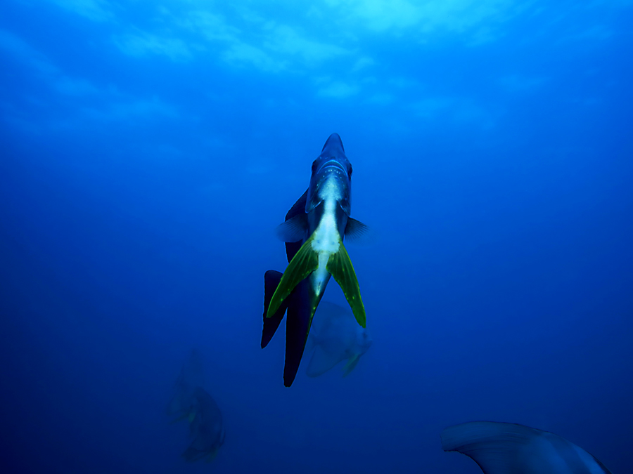 Batfish menjadi salah satu ikan yang bisa ditemui di Manado Bay | Foto: Wisuda