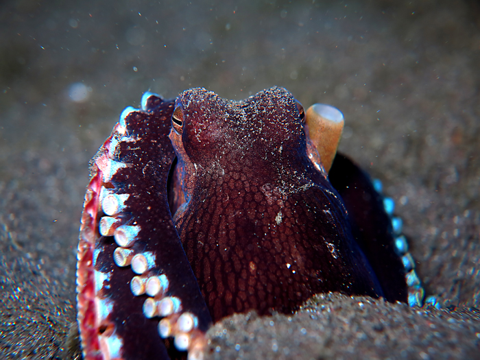 Coconut Octopus alias Gurita Kelapa, menjadi salah satu satwa eksotis yang dapat ditemui di Manado Bay | Foto: Wisuda