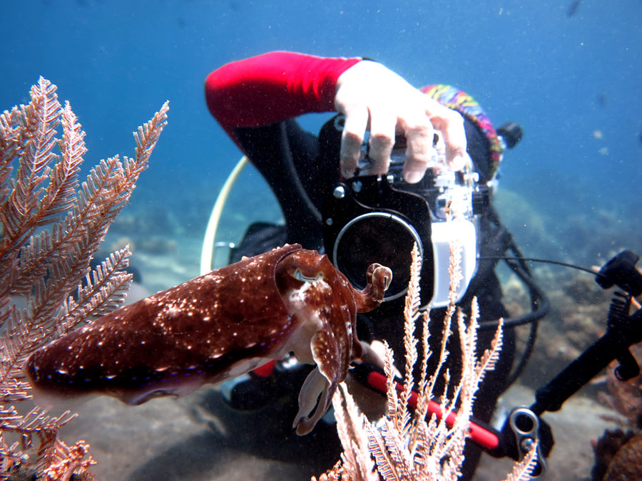  Wisatawan pehobi fotografi bawah laut menjadikan Manado Bay sebagai salah satu spot diving menarik dan murah di Indonesia | Foto: Wisuda 