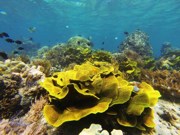 Golden coral, salah satu jenis terumbu karang yang ada di perairan Desa Tumbak, Sulut | Foto: pulautumbak.com