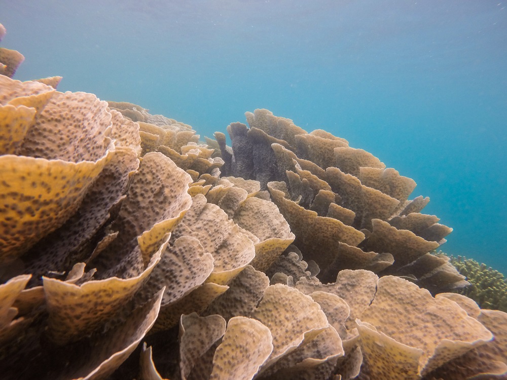 Gugusan karang di perairan Desa Tumbak, Sulut | Foto: Yoan Parizot