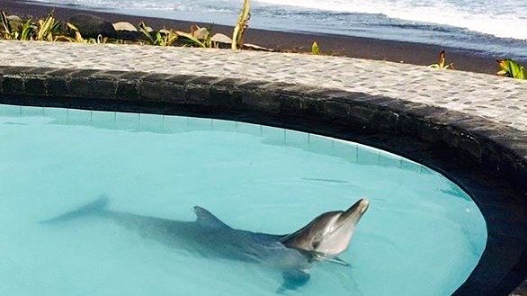 Salah satu dari empat lumba-lumba yang dipertontonkan di kolam kecil di salah satu resort di Bali. Foto: dari petisi di Change.org