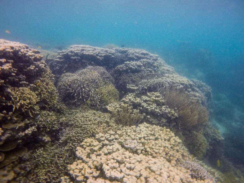 Gugusan terumbu karang di perairan Desa Tumbak, Sulut | Foto: Yoan Parizot